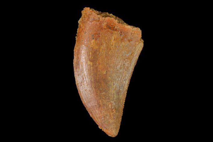 Serrated, Juvenile Carcharodontosaurus Tooth - Morocco #134986